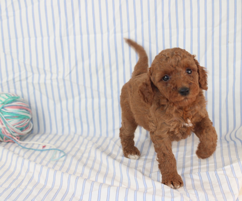 puppy, for, sale, Mini F1B Golden Doodle, Matthew B. Stoltzfus, dog, breeder, Gap, PA, dog-breeder, puppy-for-sale, forsale, nearby, find, puppyfind, locator, puppylocator, aca