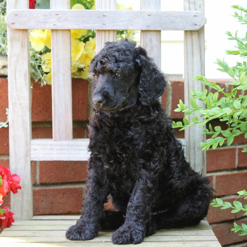 puppy, for, sale, Standard Poodle, John  Stoltzfus, dog, breeder, Christiana, PA, dog-breeder, puppy-for-sale, forsale, nearby, find, puppyfind, locator, puppylocator, aca