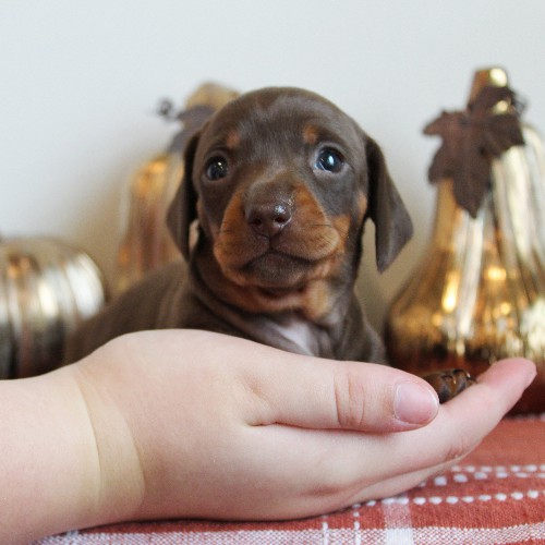 puppy, for, sale, Dachshund, Melvin  King, dog, breeder, Honey Brook, PA, dog-breeder, puppy-for-sale, forsale, nearby, find, puppyfind, locator, puppylocator, aca