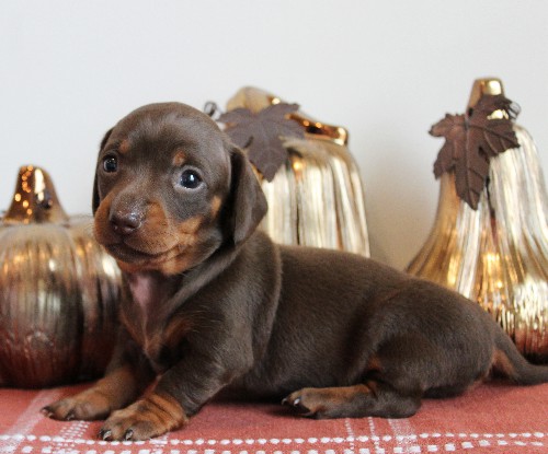 puppy, for, sale, Dachshund, Melvin  King, dog, breeder, Honey Brook, PA, dog-breeder, puppy-for-sale, forsale, nearby, find, puppyfind, locator, puppylocator, aca