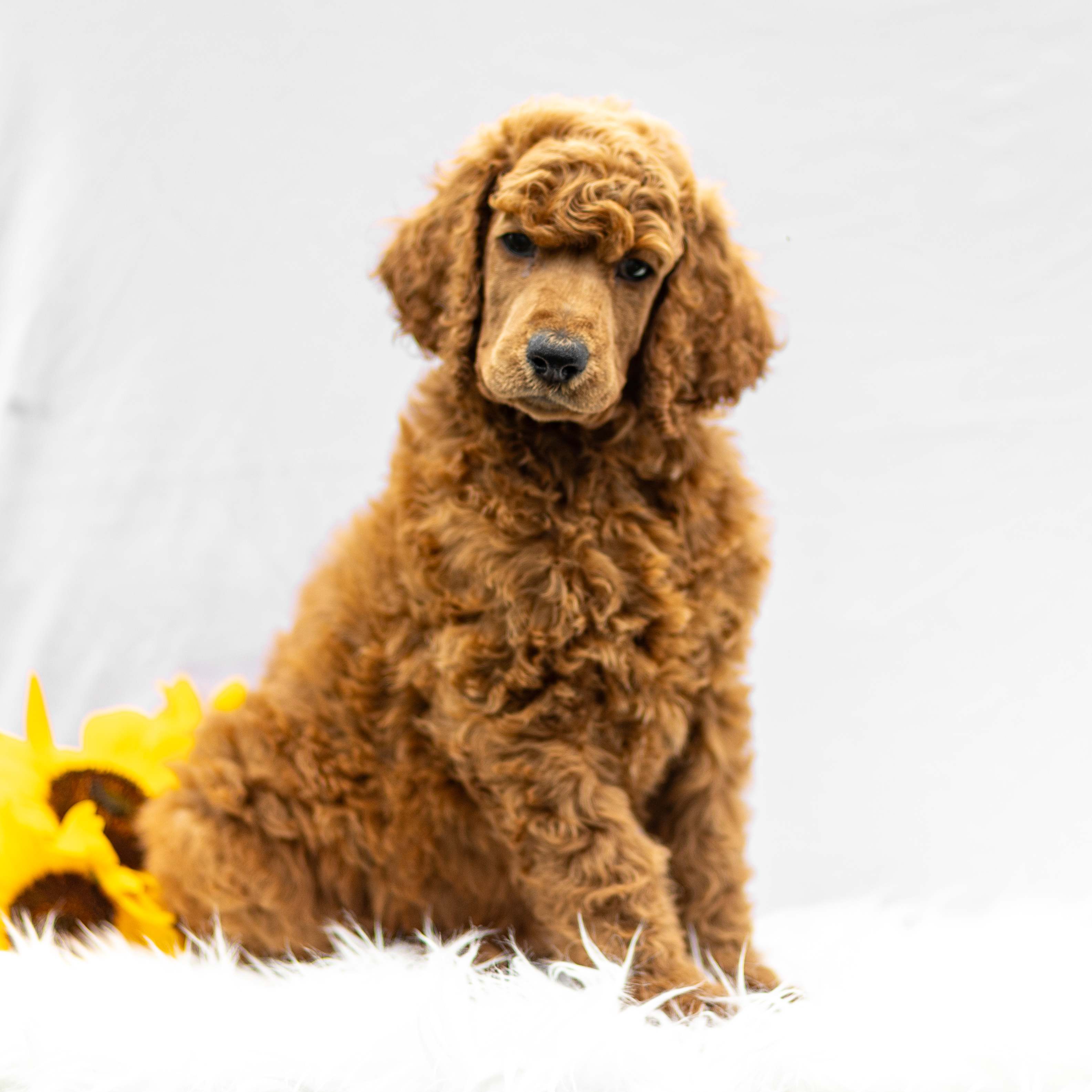 puppy, for, sale, Standard Poodle, John  Stoltzfus, dog, breeder, Christiana, PA, dog-breeder, puppy-for-sale, forsale, nearby, find, puppyfind, locator, puppylocator, aca