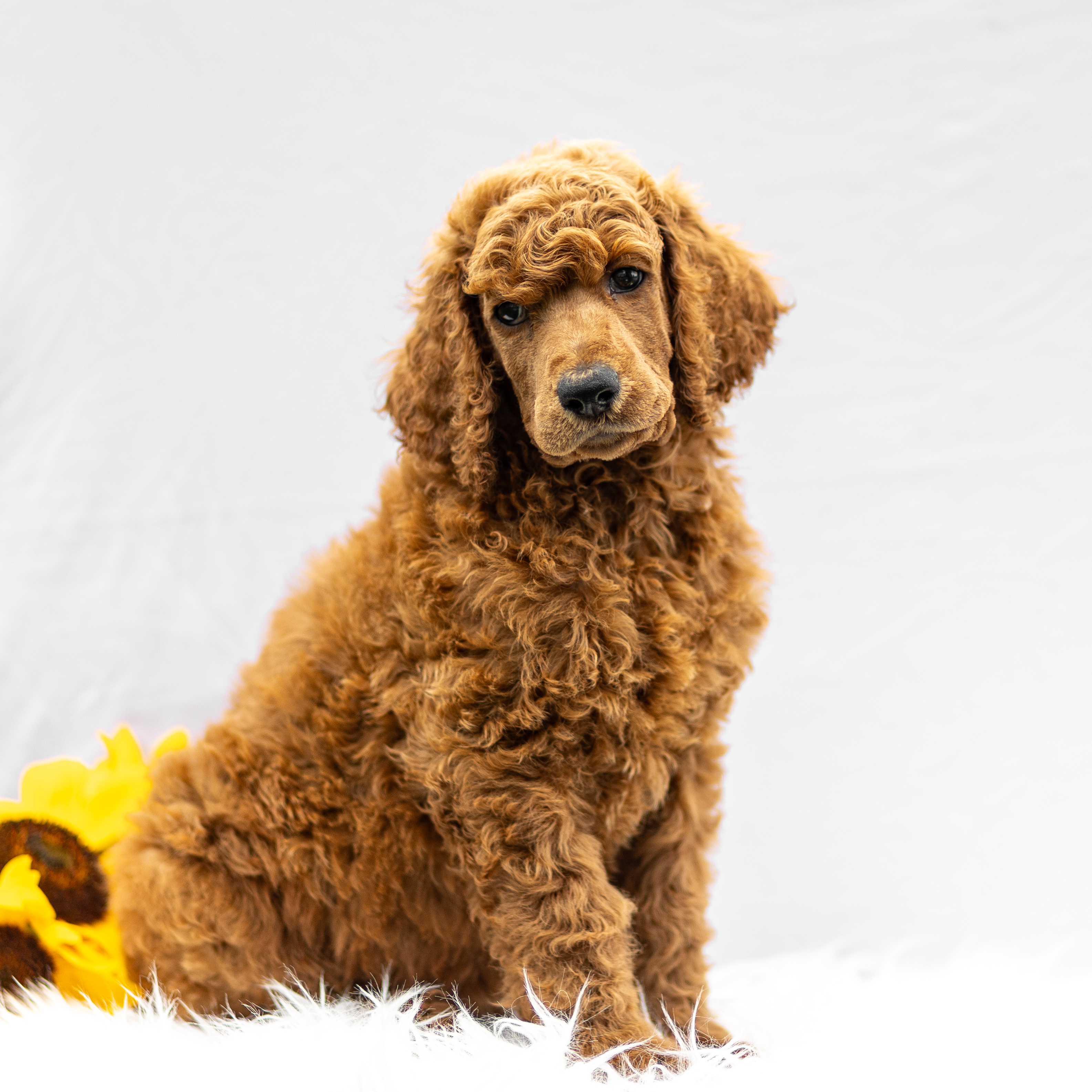 puppy, for, sale, Standard Poodle, John  Stoltzfus, dog, breeder, Christiana, PA, dog-breeder, puppy-for-sale, forsale, nearby, find, puppyfind, locator, puppylocator, aca