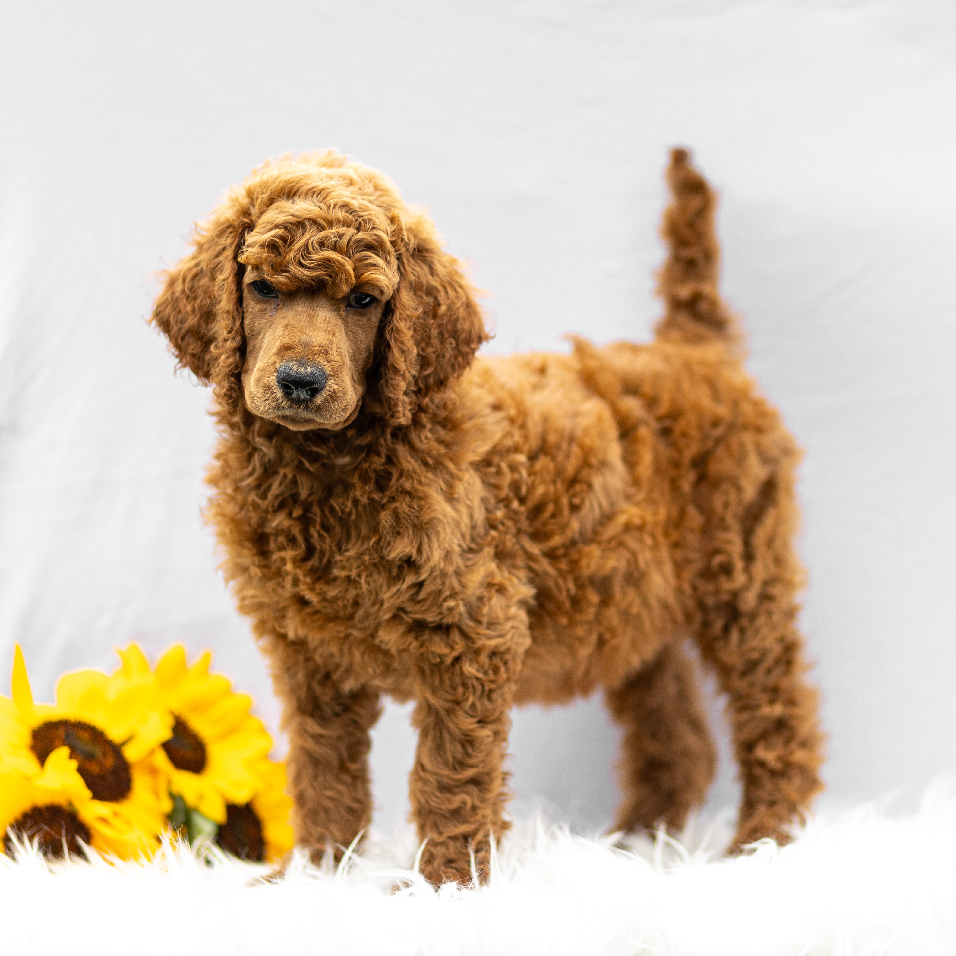 puppy, for, sale, Standard Poodle, John  Stoltzfus, dog, breeder, Christiana, PA, dog-breeder, puppy-for-sale, forsale, nearby, find, puppyfind, locator, puppylocator, aca