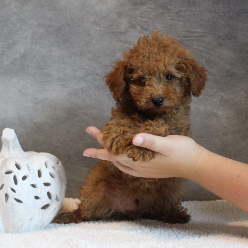 puppy, for, sale, Toy Poodle, Melvin  Fisher, dog, breeder, Coatesville, PA, dog-breeder, puppy-for-sale, forsale, nearby, find, puppyfind, locator, puppylocator, aca