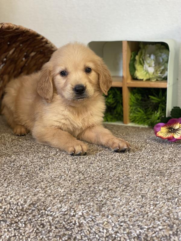 puppy, for, sale, Golden Retriever,   Creek Side Kennel, dog, breeder, Oberlin, KS, dog-breeder, puppy-for-sale, forsale, nearby, find, puppyfind, locator, puppylocator, aca