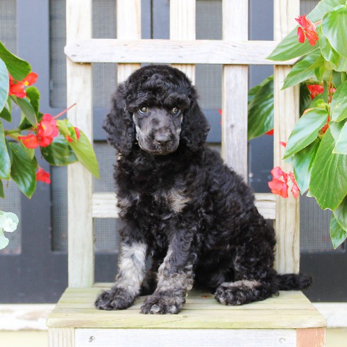 puppy, for, sale, Standard Poodle, John  Stoltzfus, dog, breeder, Christiana, PA, dog-breeder, puppy-for-sale, forsale, nearby, find, puppyfind, locator, puppylocator, aca