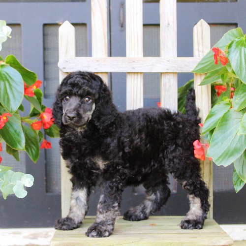 puppy, for, sale, Standard Poodle, John  Stoltzfus, dog, breeder, Christiana, PA, dog-breeder, puppy-for-sale, forsale, nearby, find, puppyfind, locator, puppylocator, aca