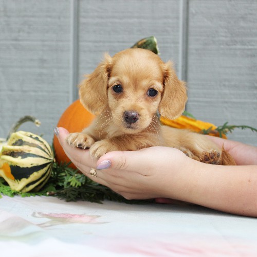 puppy, for, sale, Dachshund, Steven Jay Stoltzfus, dog, breeder, Gap, PA, dog-breeder, puppy-for-sale, forsale, nearby, find, puppyfind, locator, puppylocator, aca