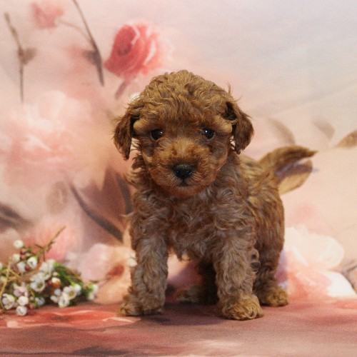 puppy, for, sale, Toy Poodle, Melvin  Fisher, dog, breeder, Coatesville, PA, dog-breeder, puppy-for-sale, forsale, nearby, find, puppyfind, locator, puppylocator, aca
