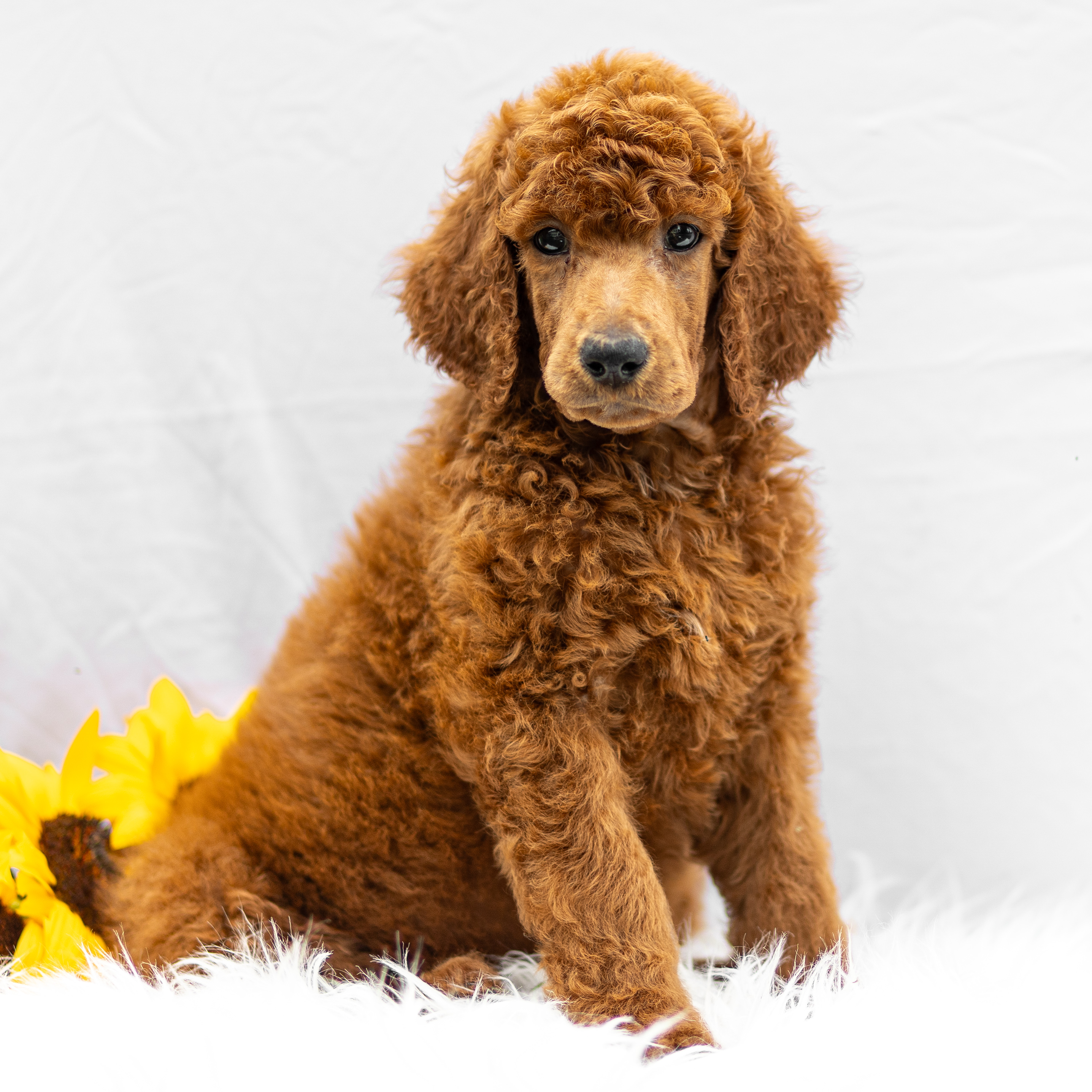 puppy, for, sale, Standard Poodle, John  Stoltzfus, dog, breeder, Christiana, PA, dog-breeder, puppy-for-sale, forsale, nearby, find, puppyfind, locator, puppylocator, aca