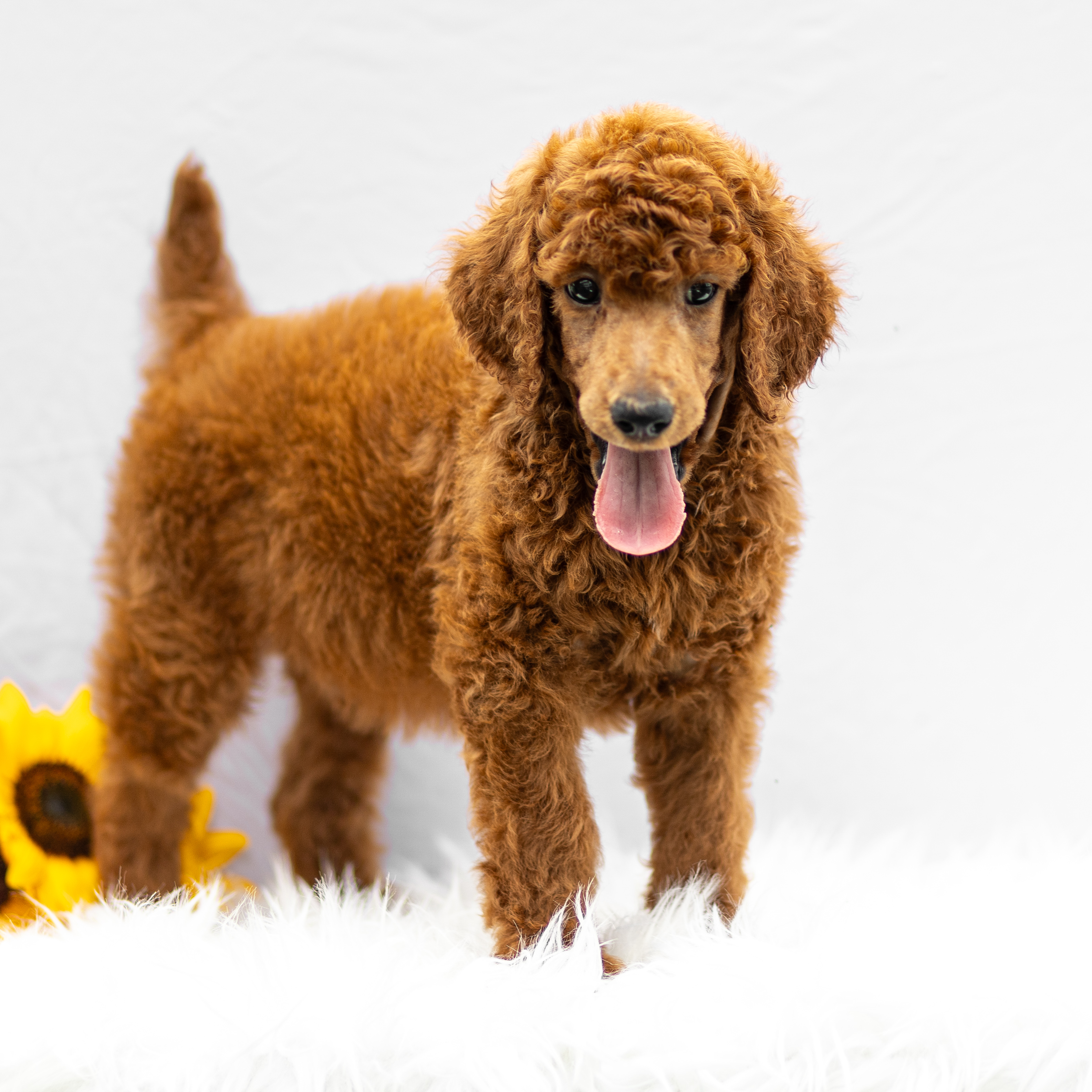puppy, for, sale, Standard Poodle, John  Stoltzfus, dog, breeder, Christiana, PA, dog-breeder, puppy-for-sale, forsale, nearby, find, puppyfind, locator, puppylocator, aca