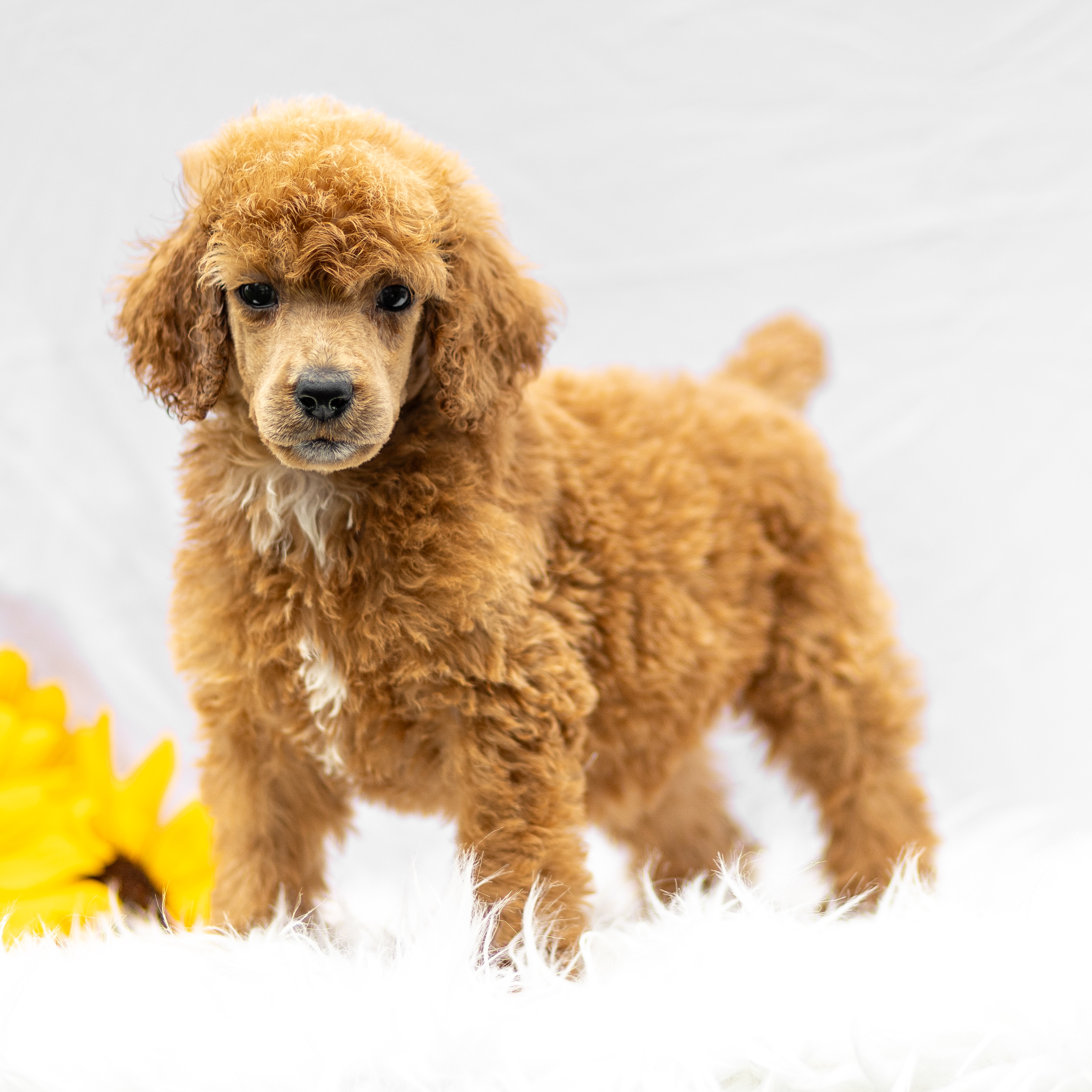 puppy, for, sale, Standard Poodle, John  Stoltzfus, dog, breeder, Christiana, PA, dog-breeder, puppy-for-sale, forsale, nearby, find, puppyfind, locator, puppylocator, aca