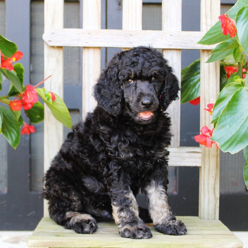 puppy, for, sale, Standard Poodle, John  Stoltzfus, dog, breeder, Christiana, PA, dog-breeder, puppy-for-sale, forsale, nearby, find, puppyfind, locator, puppylocator, aca