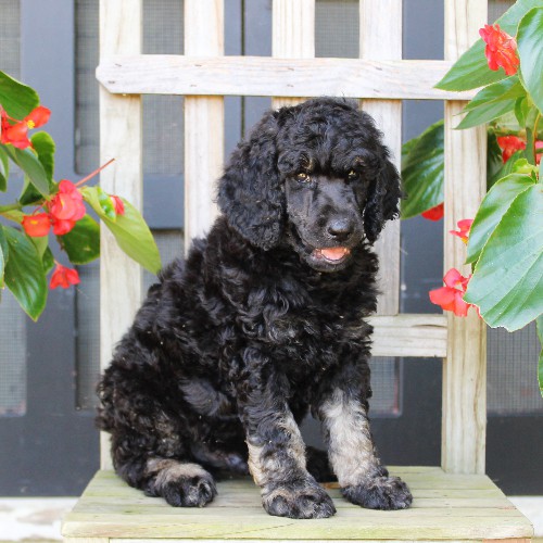 puppy, for, sale, Standard Poodle, John  Stoltzfus, dog, breeder, Christiana, PA, dog-breeder, puppy-for-sale, forsale, nearby, find, puppyfind, locator, puppylocator, aca
