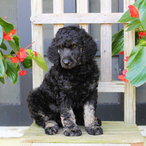puppy, for, sale, Standard Poodle, John  Stoltzfus, dog, breeder, Christiana, PA, dog-breeder, puppy-for-sale, forsale, nearby, find, puppyfind, locator, puppylocator, aca