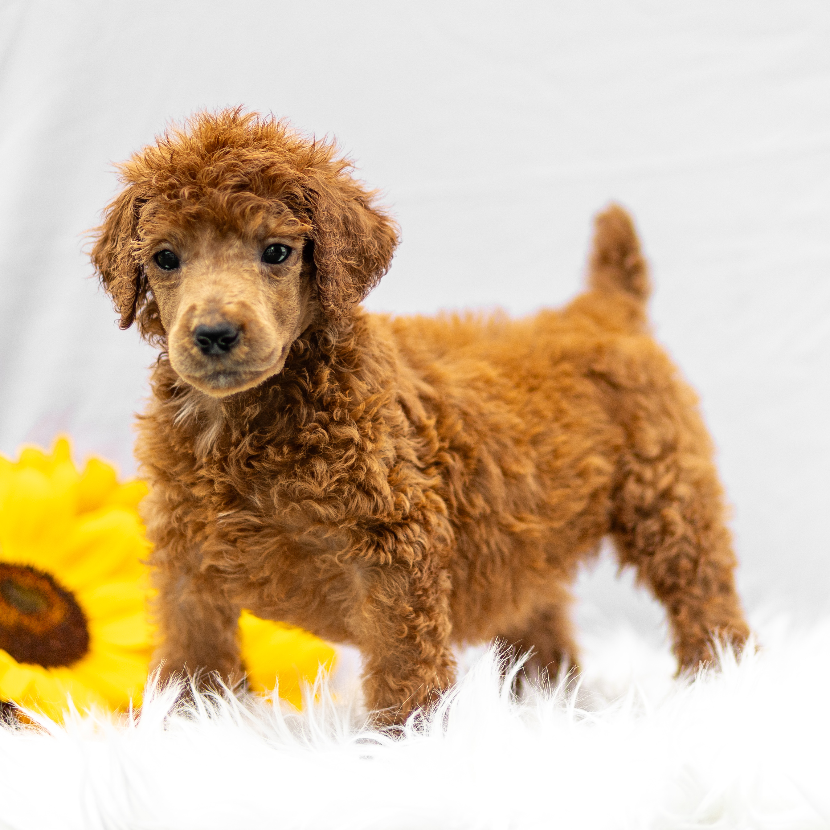 puppy, for, sale, Standard Poodle, John  Stoltzfus, dog, breeder, Christiana, PA, dog-breeder, puppy-for-sale, forsale, nearby, find, puppyfind, locator, puppylocator, aca