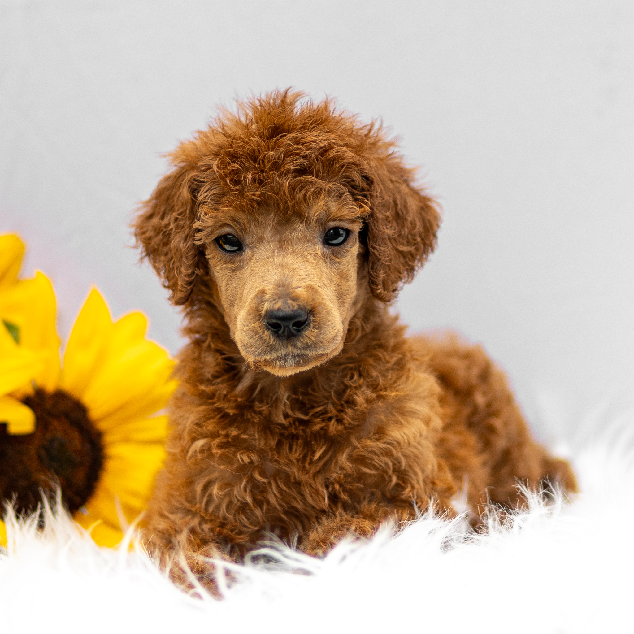 puppy, for, sale, Standard Poodle, John  Stoltzfus, dog, breeder, Christiana, PA, dog-breeder, puppy-for-sale, forsale, nearby, find, puppyfind, locator, puppylocator, aca
