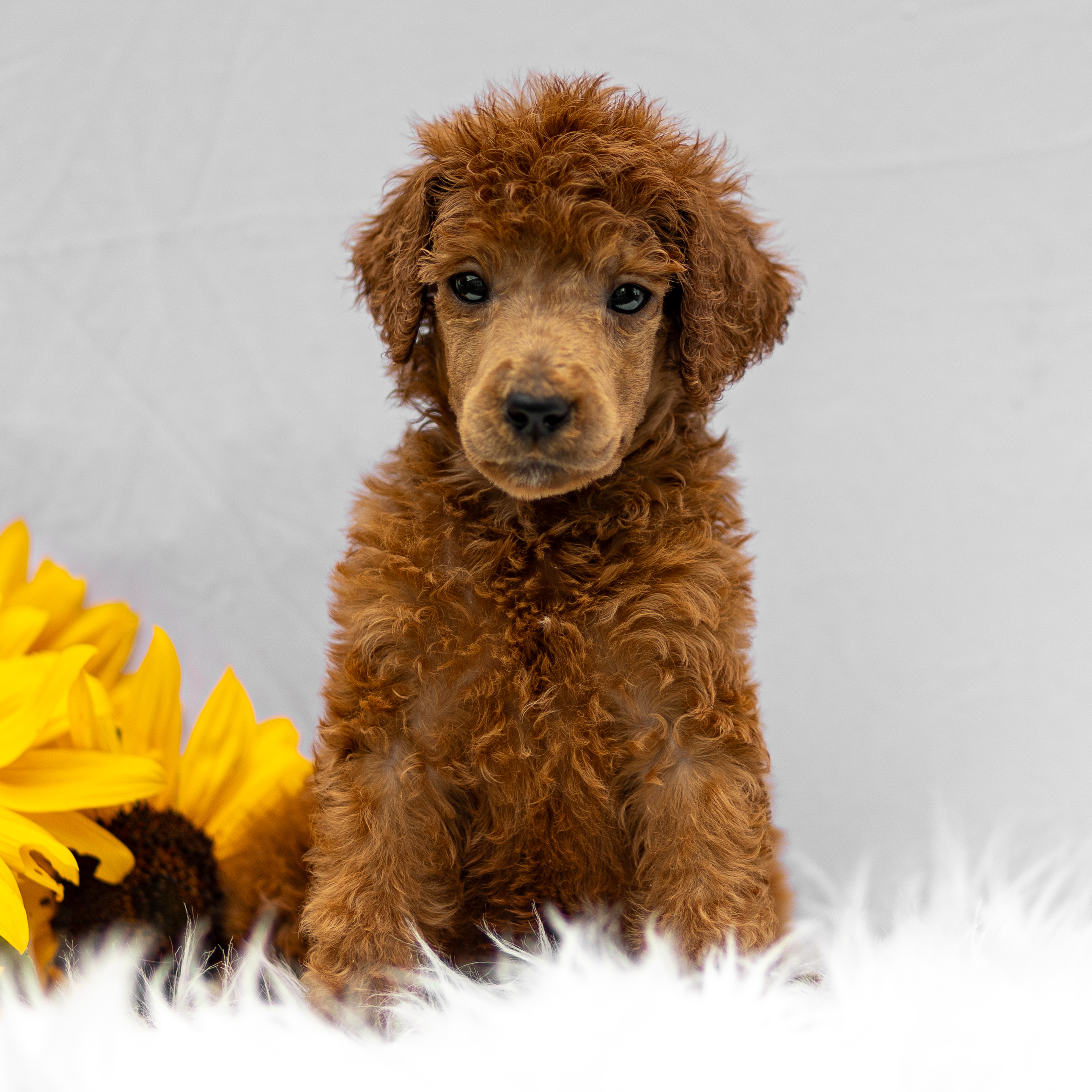 puppy, for, sale, Standard Poodle, John  Stoltzfus, dog, breeder, Christiana, PA, dog-breeder, puppy-for-sale, forsale, nearby, find, puppyfind, locator, puppylocator, aca