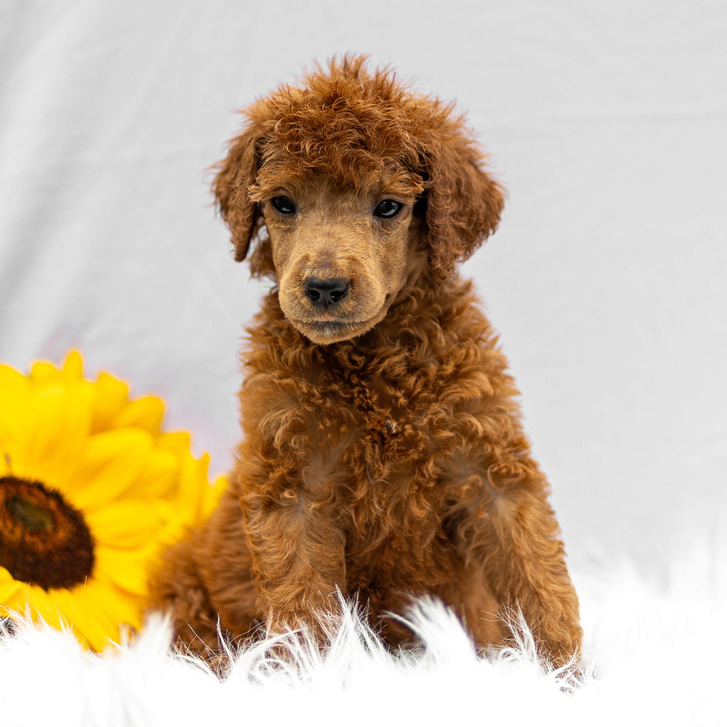 puppy, for, sale, Standard Poodle, John  Stoltzfus, dog, breeder, Christiana, PA, dog-breeder, puppy-for-sale, forsale, nearby, find, puppyfind, locator, puppylocator, aca