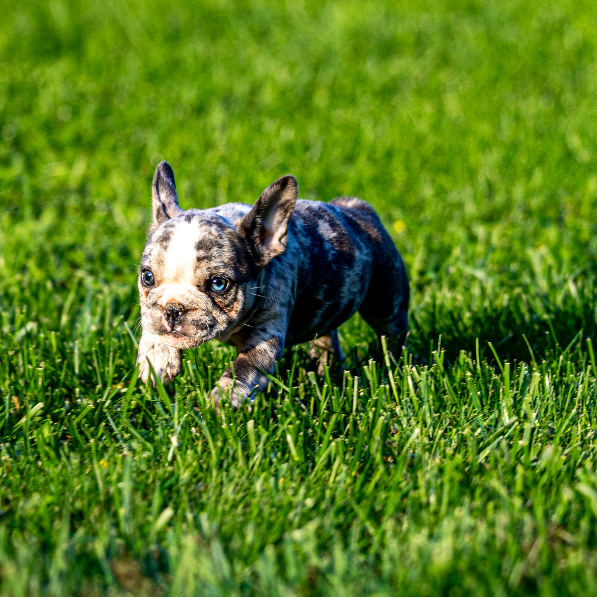 puppy, for, sale, French Bulldog, Lester S Stoltzfus, dog, breeder, Narvon, PA, dog-breeder, puppy-for-sale, forsale, nearby, find, puppyfind, locator, puppylocator, aca