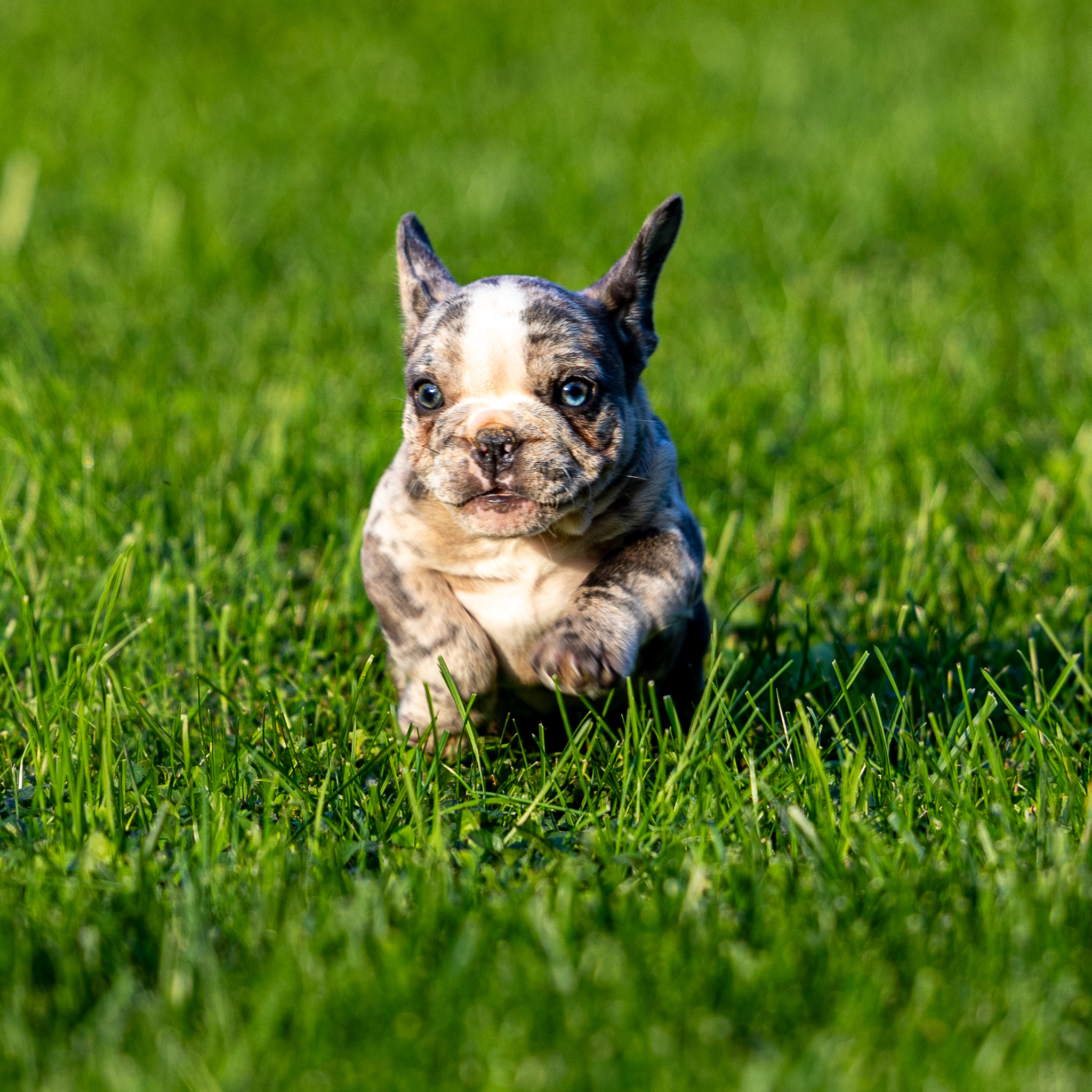 puppy, for, sale, French Bulldog, Lester S Stoltzfus, dog, breeder, Narvon, PA, dog-breeder, puppy-for-sale, forsale, nearby, find, puppyfind, locator, puppylocator, aca