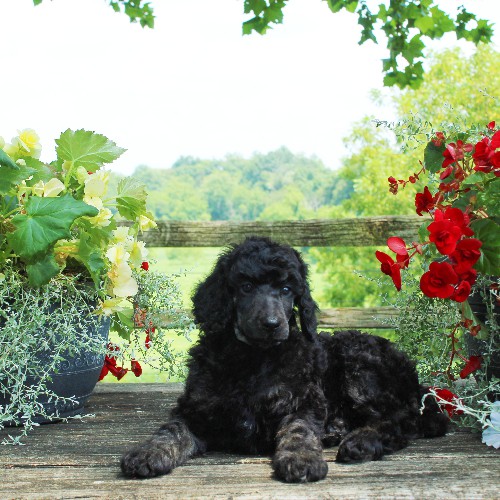 puppy, for, sale, Standard Poodle, John  Stoltzfus, dog, breeder, Christiana, PA, dog-breeder, puppy-for-sale, forsale, nearby, find, puppyfind, locator, puppylocator, aca
