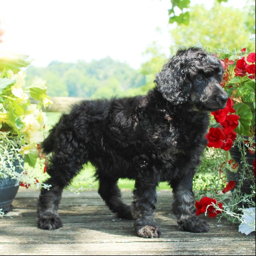 puppy, for, sale, Standard Poodle, John  Stoltzfus, dog, breeder, Christiana, PA, dog-breeder, puppy-for-sale, forsale, nearby, find, puppyfind, locator, puppylocator, aca