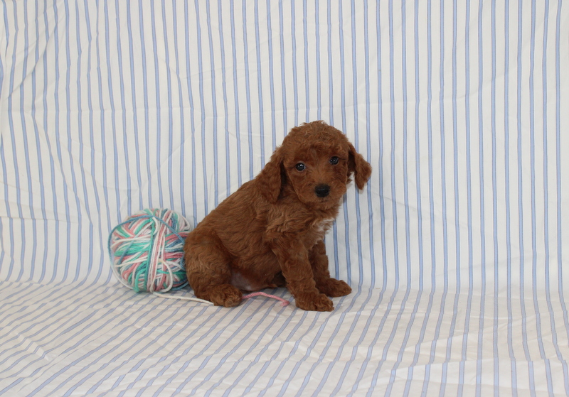 puppy, for, sale, Mini F1B Golden Doodle, Matthew B. Stoltzfus, dog, breeder, Gap, PA, dog-breeder, puppy-for-sale, forsale, nearby, find, puppyfind, locator, puppylocator, aca