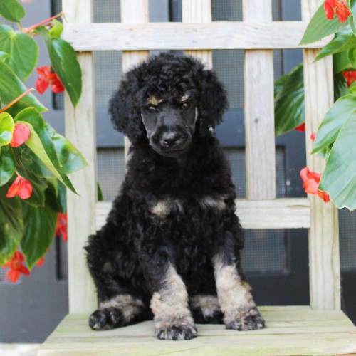 puppy, for, sale, Standard Poodle, John  Stoltzfus, dog, breeder, Christiana, PA, dog-breeder, puppy-for-sale, forsale, nearby, find, puppyfind, locator, puppylocator, aca
