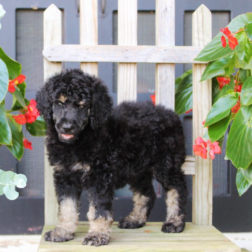 puppy, for, sale, Standard Poodle, John  Stoltzfus, dog, breeder, Christiana, PA, dog-breeder, puppy-for-sale, forsale, nearby, find, puppyfind, locator, puppylocator, aca