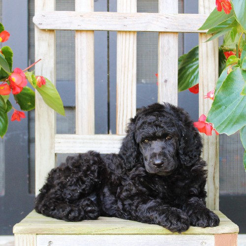 puppy, for, sale, Standard Poodle, John  Stoltzfus, dog, breeder, Christiana, PA, dog-breeder, puppy-for-sale, forsale, nearby, find, puppyfind, locator, puppylocator, aca