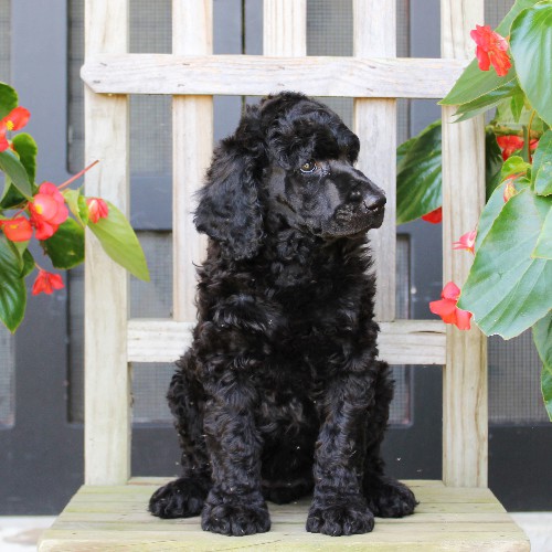 puppy, for, sale, Standard Poodle, John  Stoltzfus, dog, breeder, Christiana, PA, dog-breeder, puppy-for-sale, forsale, nearby, find, puppyfind, locator, puppylocator, aca