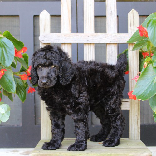 puppy, for, sale, Standard Poodle, John  Stoltzfus, dog, breeder, Christiana, PA, dog-breeder, puppy-for-sale, forsale, nearby, find, puppyfind, locator, puppylocator, aca