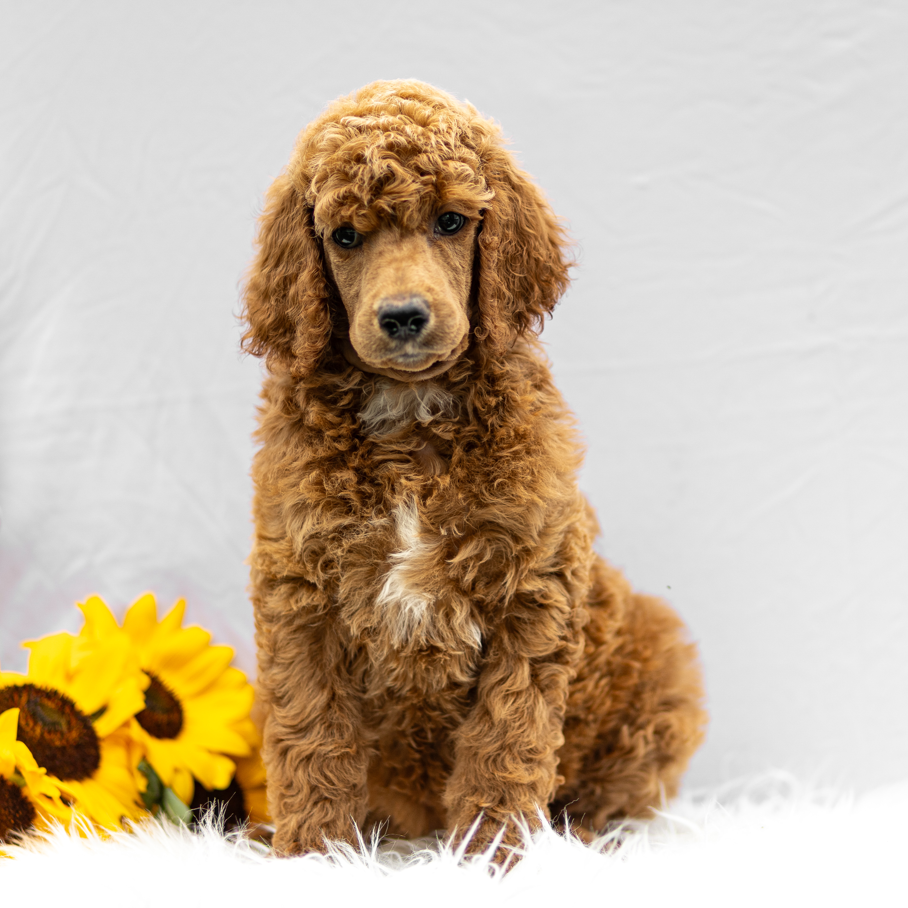 puppy, for, sale, Standard Poodle, John  Stoltzfus, dog, breeder, Christiana, PA, dog-breeder, puppy-for-sale, forsale, nearby, find, puppyfind, locator, puppylocator, aca