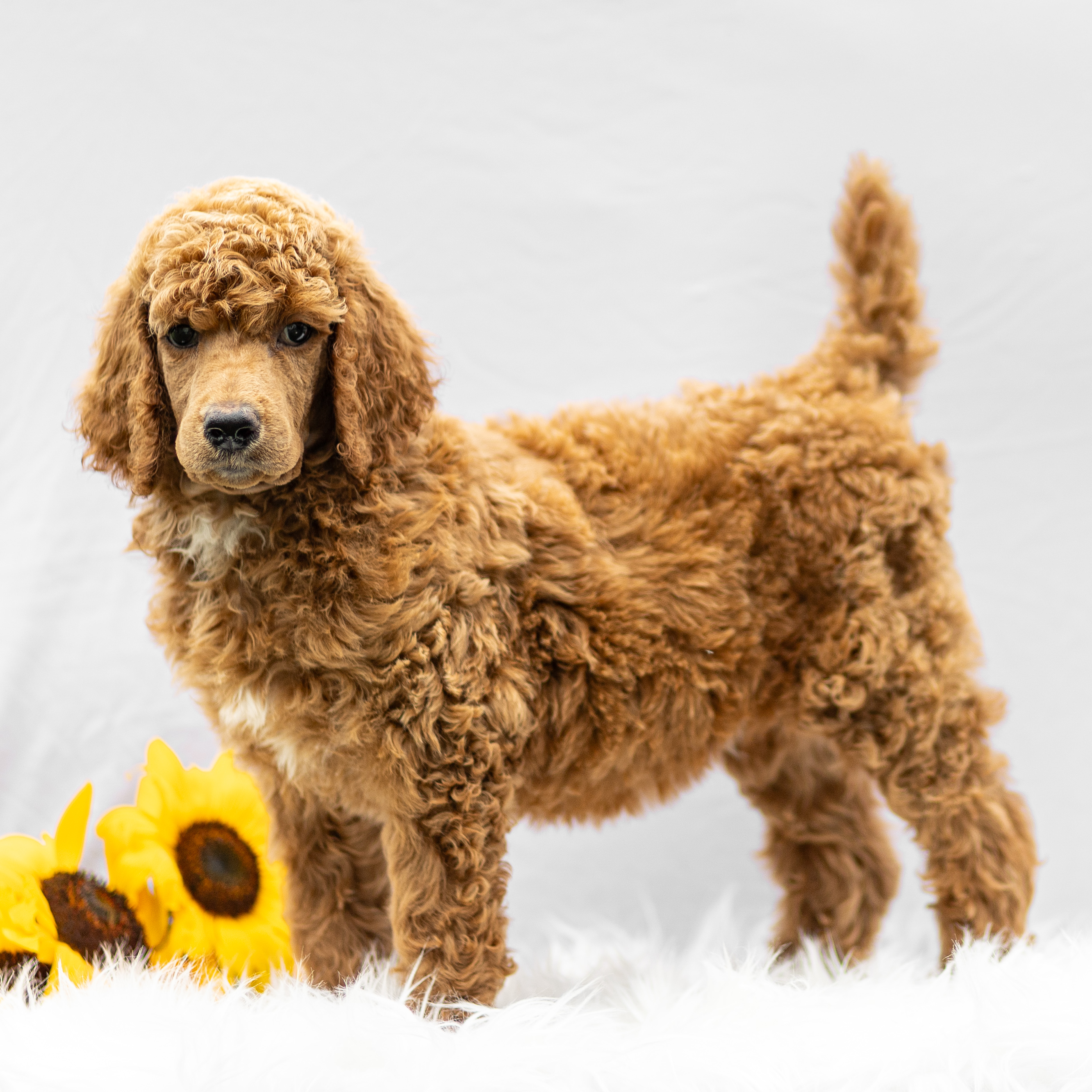 puppy, for, sale, Standard Poodle, John  Stoltzfus, dog, breeder, Christiana, PA, dog-breeder, puppy-for-sale, forsale, nearby, find, puppyfind, locator, puppylocator, aca