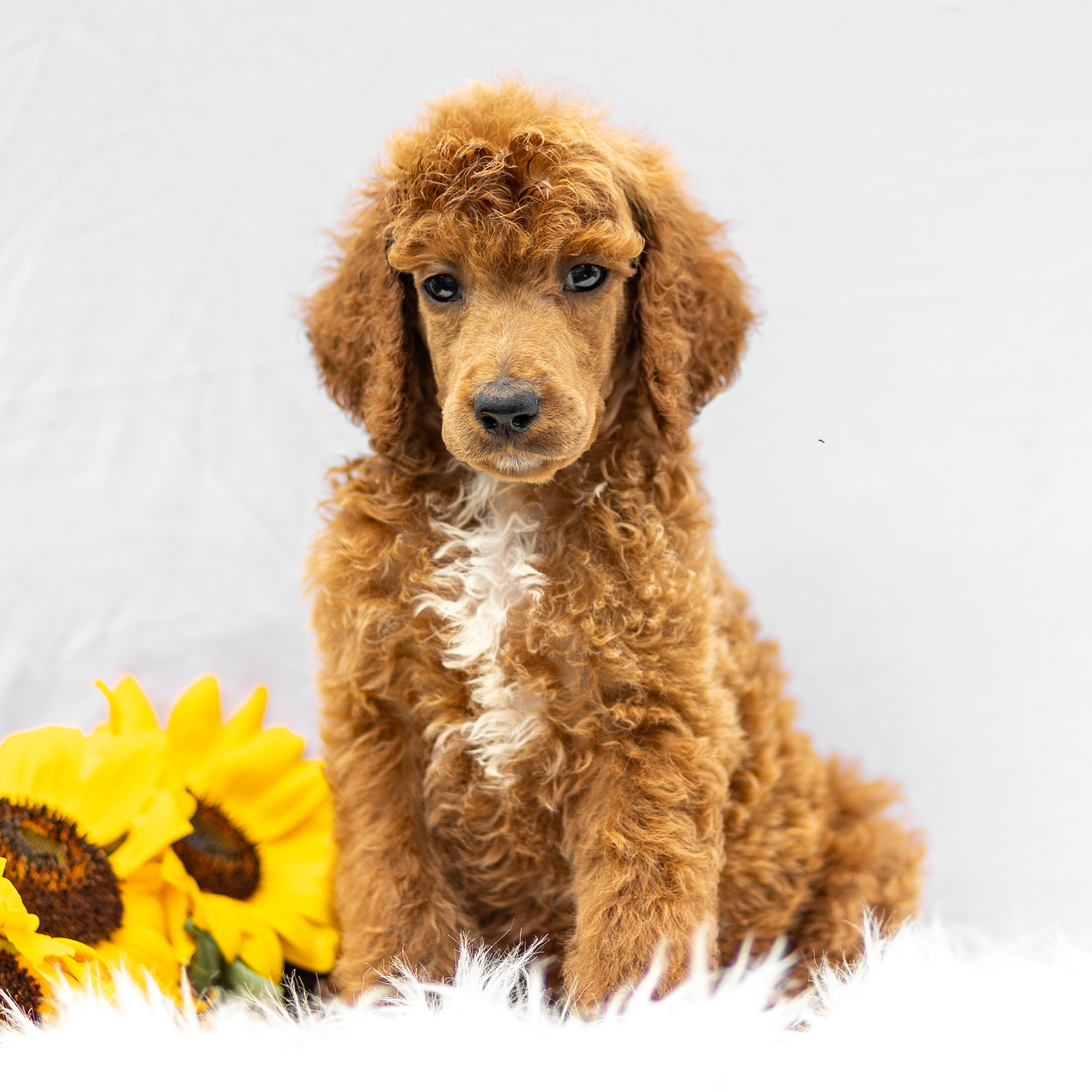 puppy, for, sale, Standard Poodle, John  Stoltzfus, dog, breeder, Christiana, PA, dog-breeder, puppy-for-sale, forsale, nearby, find, puppyfind, locator, puppylocator, aca