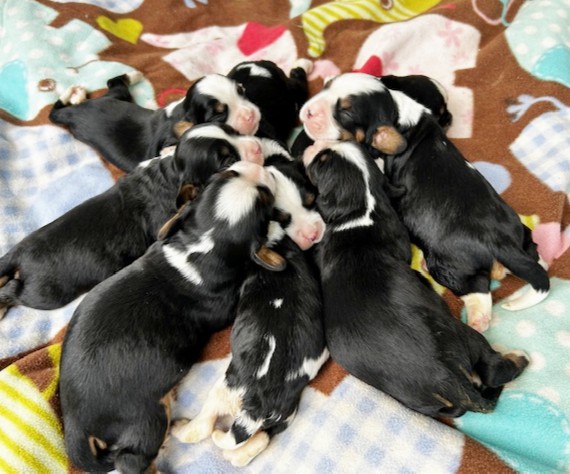 puppy, for, sale, Miniature Bernese Mountain Dog, Melvin  Fisher, dog, breeder, Coatesville, PA, dog-breeder, puppy-for-sale, forsale, nearby, find, puppyfind, locator, puppylocator, aca