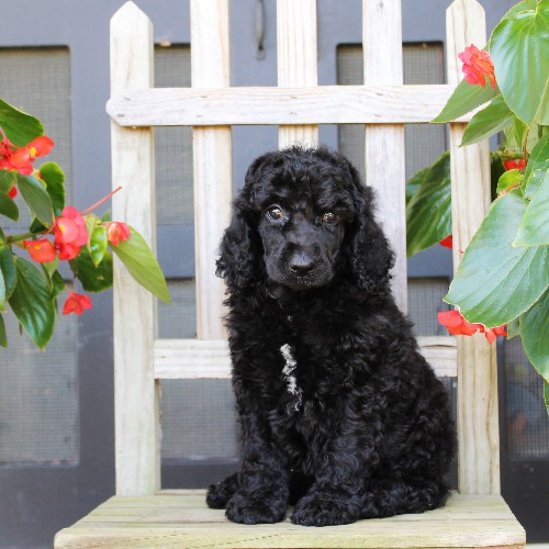 puppy, for, sale, Standard Poodle, John  Stoltzfus, dog, breeder, Christiana, PA, dog-breeder, puppy-for-sale, forsale, nearby, find, puppyfind, locator, puppylocator, aca