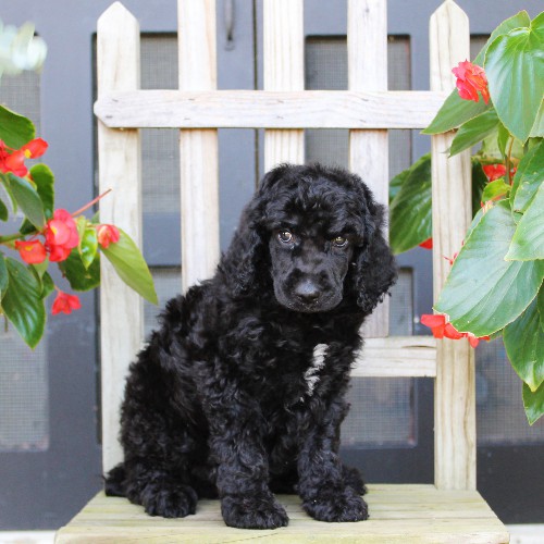 puppy, for, sale, Standard Poodle, John  Stoltzfus, dog, breeder, Christiana, PA, dog-breeder, puppy-for-sale, forsale, nearby, find, puppyfind, locator, puppylocator, aca