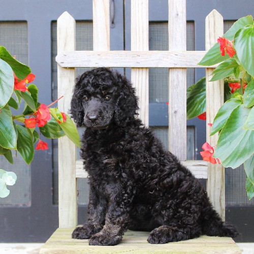 puppy, for, sale, Standard Poodle, John  Stoltzfus, dog, breeder, Christiana, PA, dog-breeder, puppy-for-sale, forsale, nearby, find, puppyfind, locator, puppylocator, aca