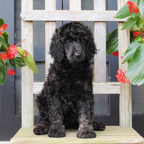 puppy, for, sale, Standard Poodle, John  Stoltzfus, dog, breeder, Christiana, PA, dog-breeder, puppy-for-sale, forsale, nearby, find, puppyfind, locator, puppylocator, aca