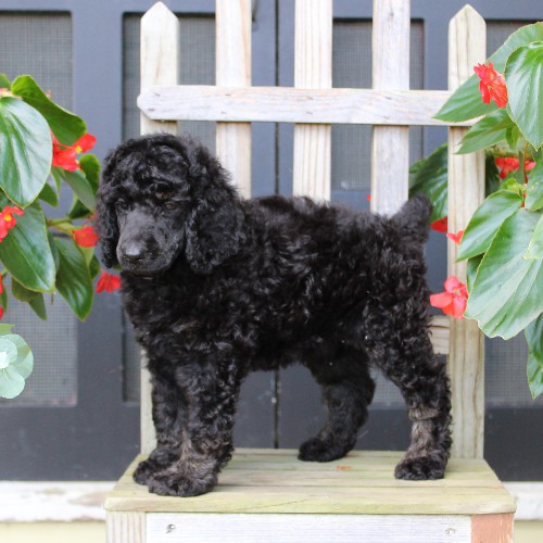 puppy, for, sale, Standard Poodle, John  Stoltzfus, dog, breeder, Christiana, PA, dog-breeder, puppy-for-sale, forsale, nearby, find, puppyfind, locator, puppylocator, aca