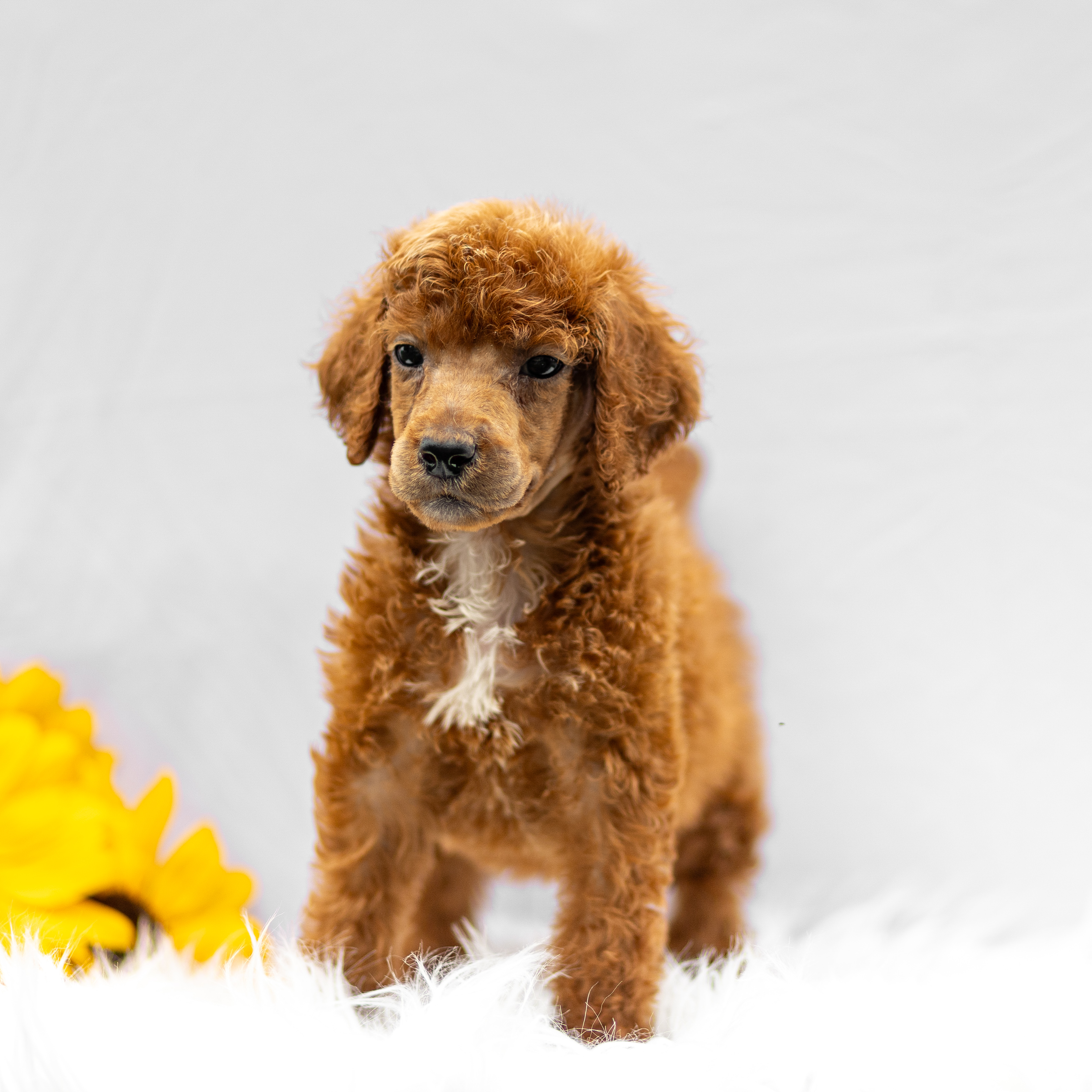 puppy, for, sale, Standard Poodle, John  Stoltzfus, dog, breeder, Christiana, PA, dog-breeder, puppy-for-sale, forsale, nearby, find, puppyfind, locator, puppylocator, aca