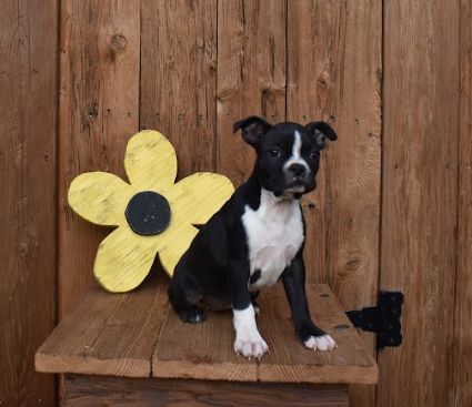 puppy, for, sale, Boston Terrier, John  Lapp, dog, breeder, Gap, PA, dog-breeder, puppy-for-sale, forsale, nearby, find, puppyfind, locator, puppylocator, aca