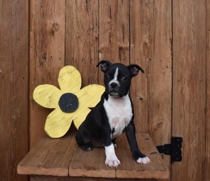 puppy, for, sale, Boston Terrier, John  Lapp, dog, breeder, Gap, PA, dog-breeder, puppy-for-sale, forsale, nearby, find, puppyfind, locator, puppylocator, aca