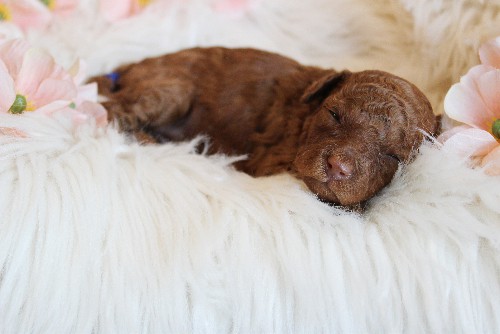 puppy, for, sale, Toy Poodle, Melvin  Fisher, dog, breeder, Coatesville, PA, dog-breeder, puppy-for-sale, forsale, nearby, find, puppyfind, locator, puppylocator, aca