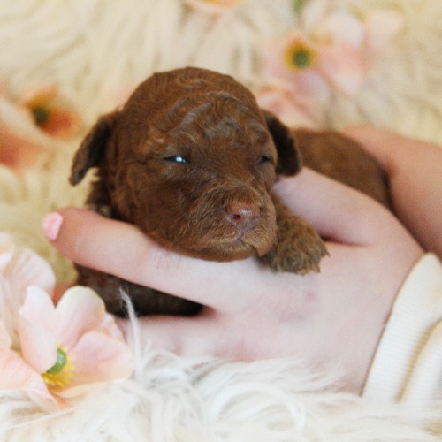 puppy, for, sale, Toy Poodle, Melvin  Fisher, dog, breeder, Coatesville, PA, dog-breeder, puppy-for-sale, forsale, nearby, find, puppyfind, locator, puppylocator, aca