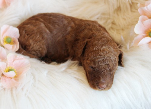 puppy, for, sale, Toy Poodle, Melvin  Fisher, dog, breeder, Coatesville, PA, dog-breeder, puppy-for-sale, forsale, nearby, find, puppyfind, locator, puppylocator, aca