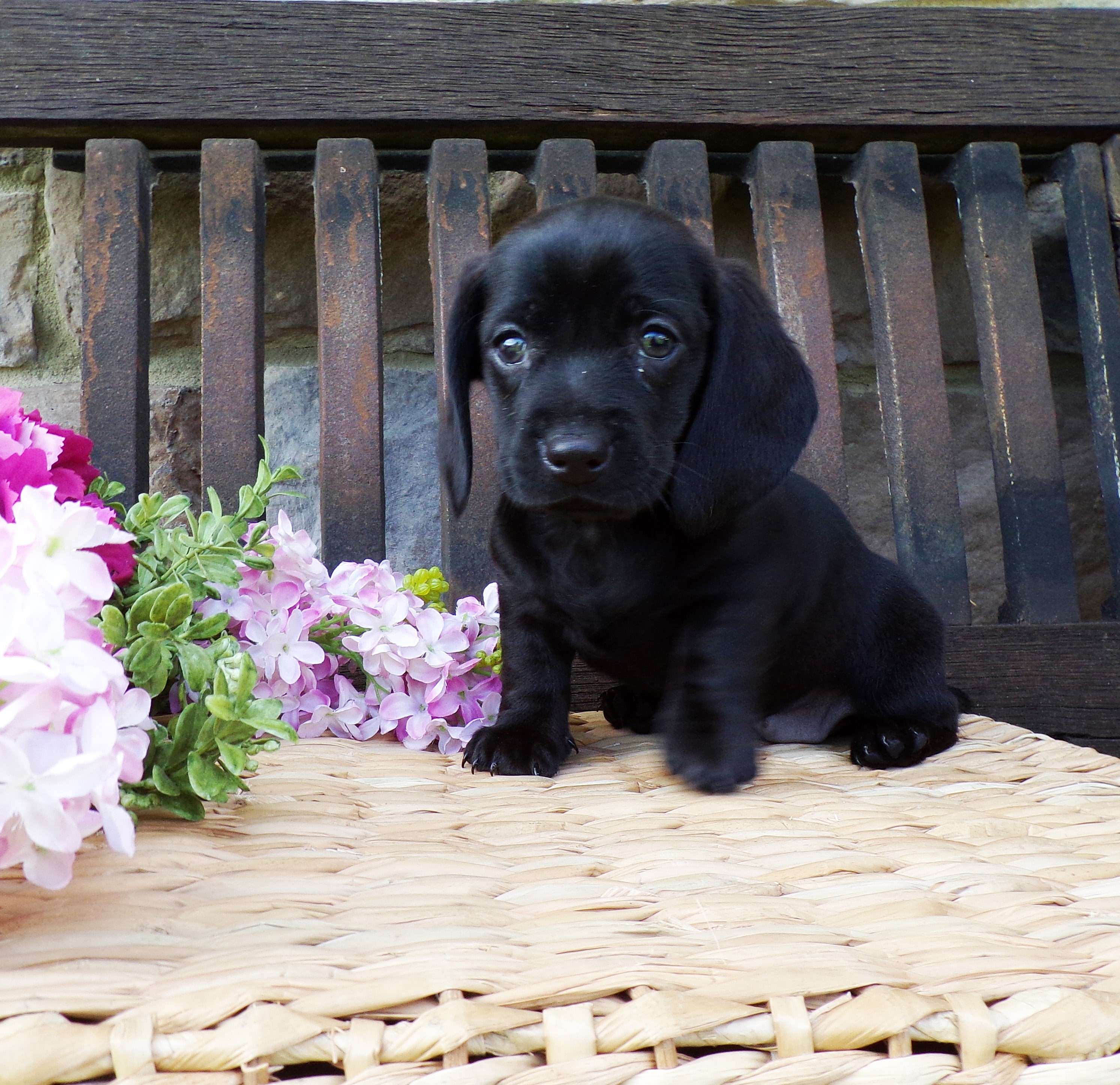 puppy, for, sale, Miniature Dachshund, Marvin  Ebersol, dog, breeder, New Holland, PA, dog-breeder, puppy-for-sale, forsale, nearby, find, puppyfind, locator, puppylocator, aca