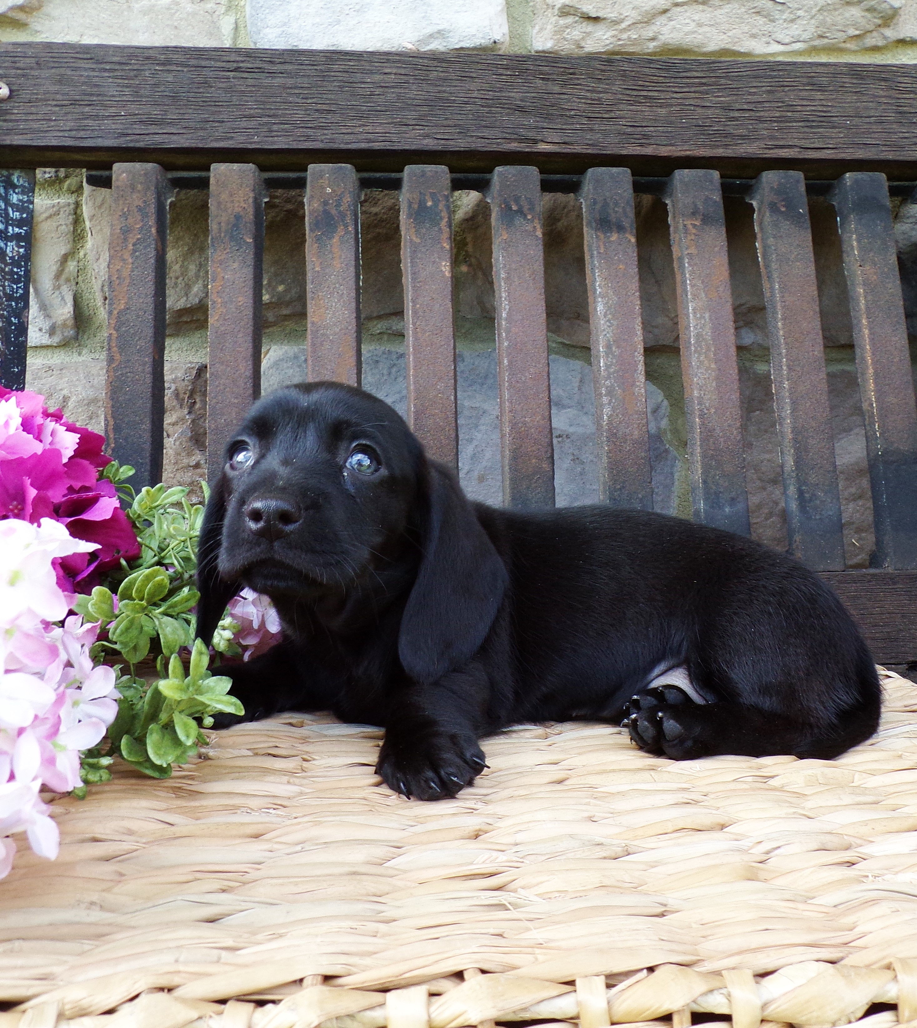 puppy, for, sale, Miniature Dachshund, Marvin  Ebersol, dog, breeder, New Holland, PA, dog-breeder, puppy-for-sale, forsale, nearby, find, puppyfind, locator, puppylocator, aca